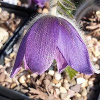 Pulsatilla vulgaris 'Violet Shades'